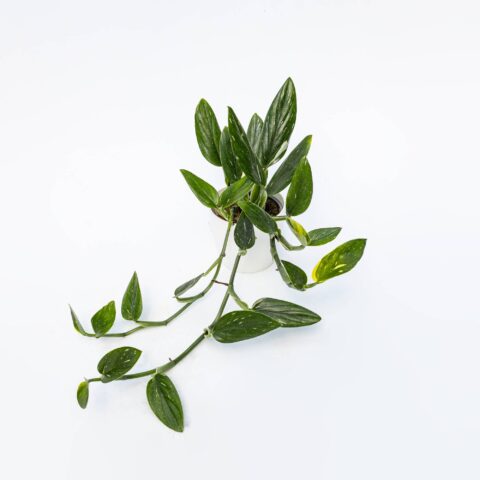 Philodendron "Cobra"