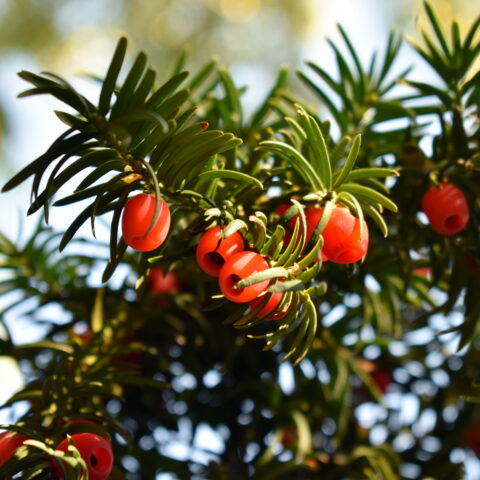 Taxus baccata