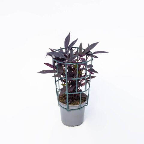 Ipomea "Sweet Caroline Purple"