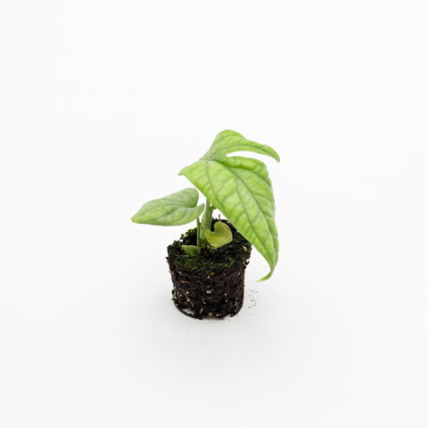 Amydrium medium "Silver" Baby Plant