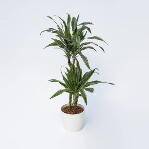 Dracaena fragrans "Jade Jewel"