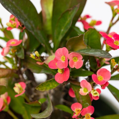 Euphorbia milii "Dark Pink"