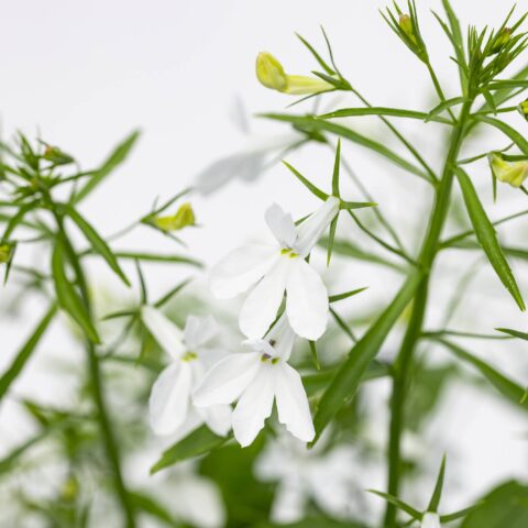 Lobelia erinus "Bianca"