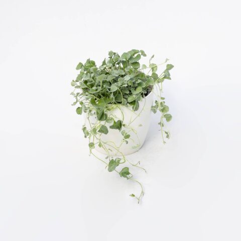 Dichondra argentea "Silver"
