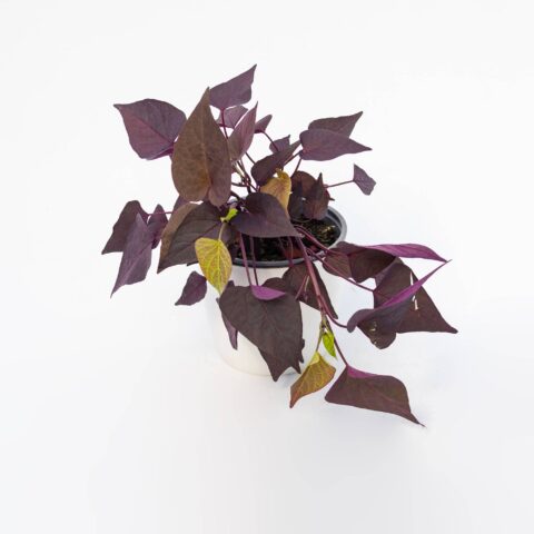 Ipomea "Sweetato Bronze"