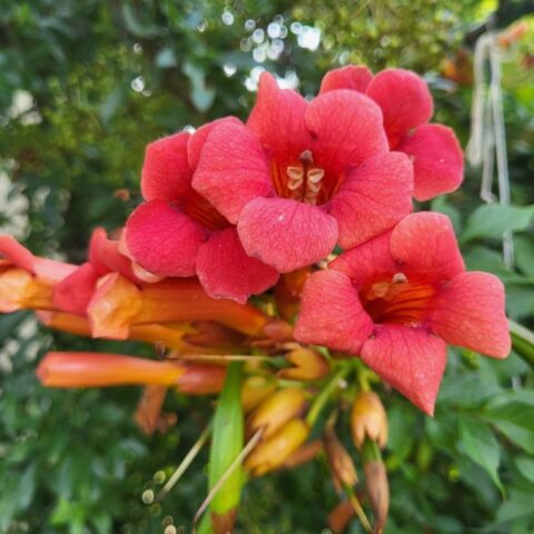 Campsis "Pink Panther"
