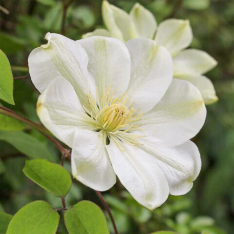 Clematis patens "Guernsey Cream"
