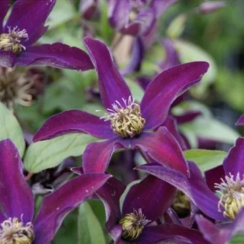 Clematis viticella "Nora"