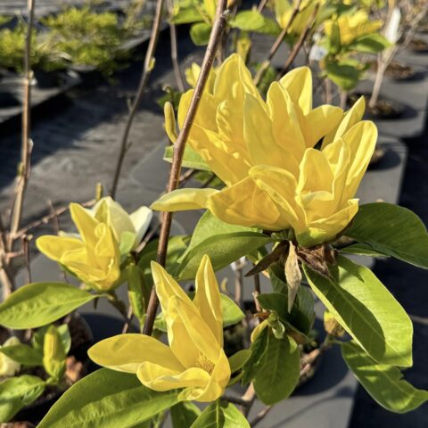 Magnolia "Daphne"