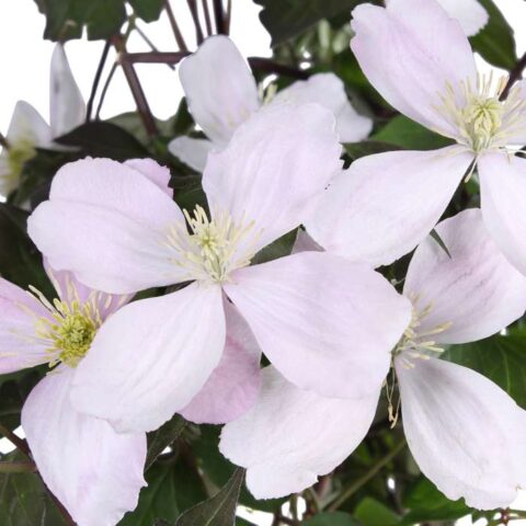 Clematis montana "Fenne"