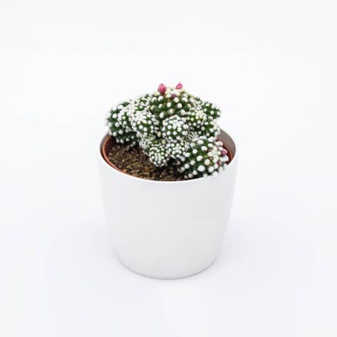 Mammillaria gracilis cv. Oruga Blanca