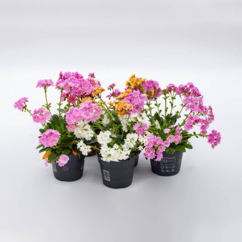 Lewisia cotyledon "Elise"