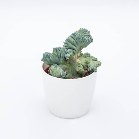 Myrtillocactus geometrizans f. crestato var. strictus