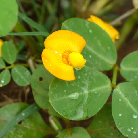 Arachis hypogaea