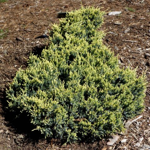 Juniperus squamata "Holger"