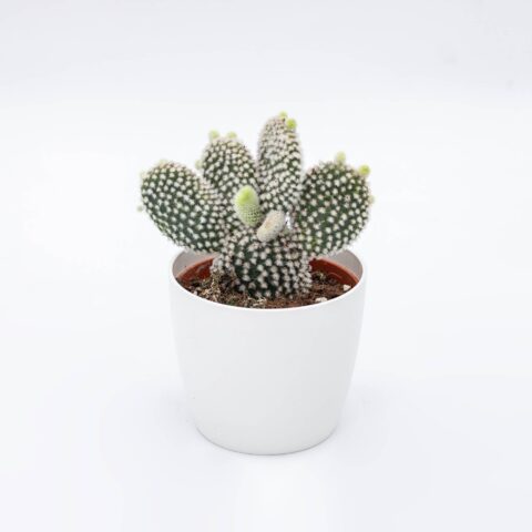 Opuntia microdasys cv. Albata