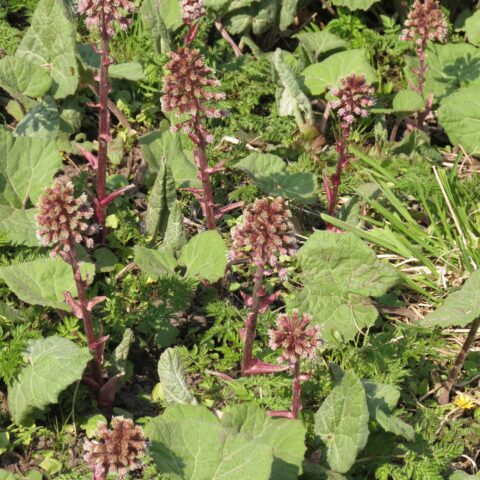 Petasites hybridus