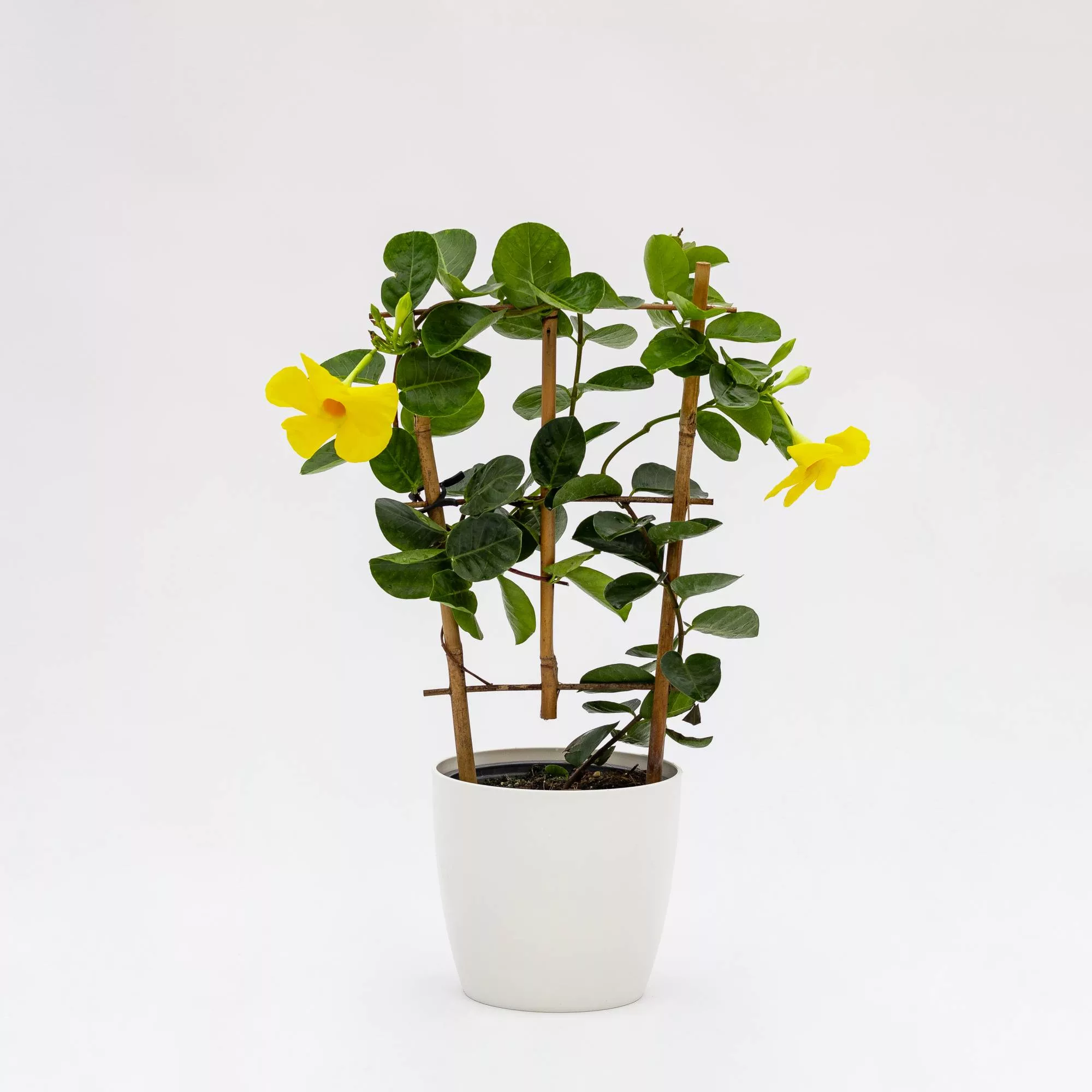 Dipladenia o Sundaville "Diamantina - Opale Citrine"