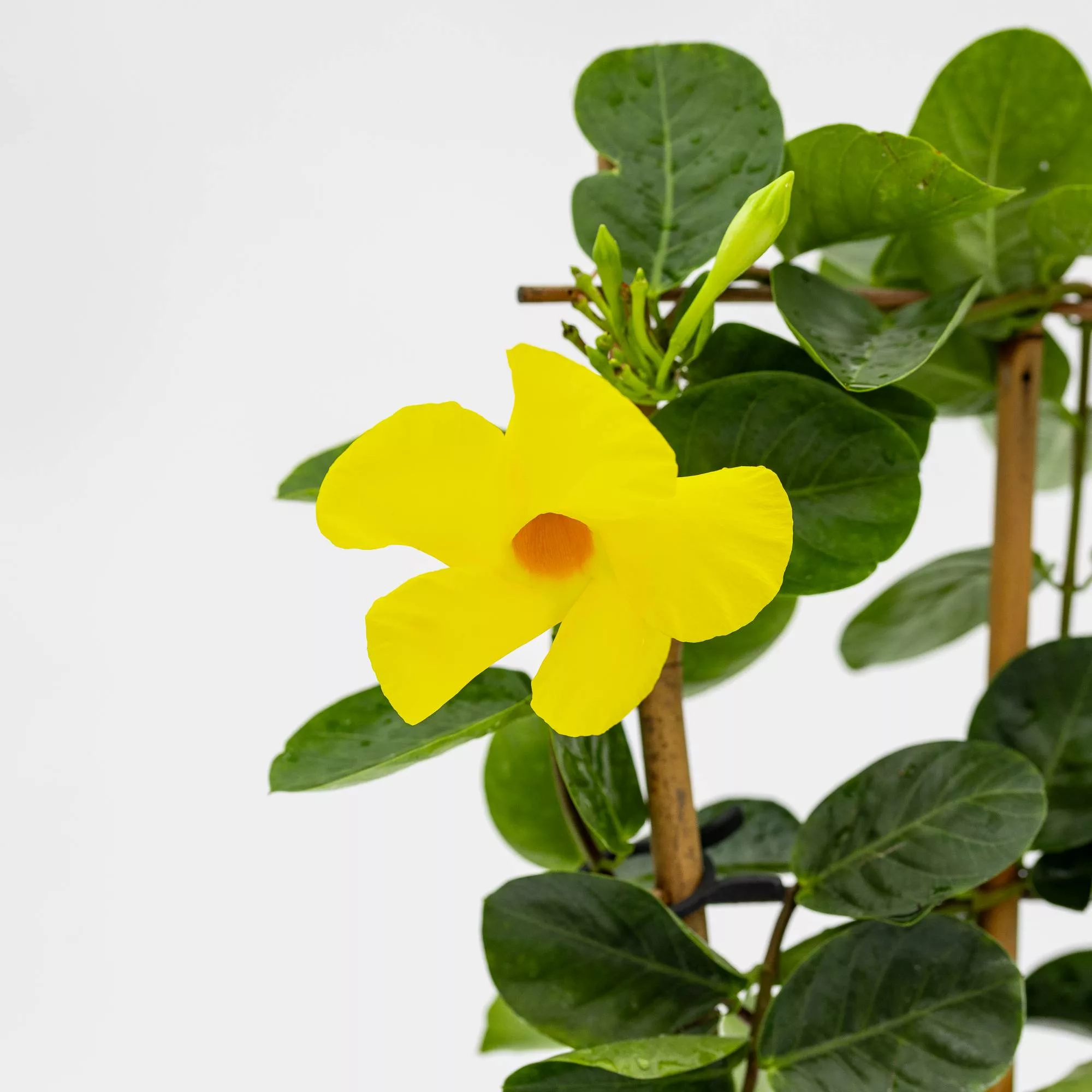 Dipladenia o Sundaville "Diamantina - Opale Citrine"