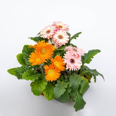 Gerbera "Colour Game" in variet