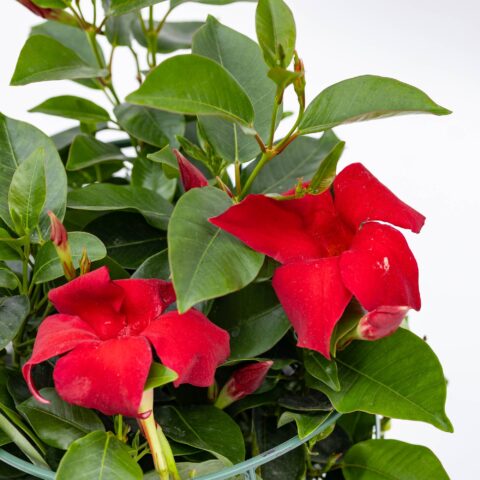 Dipladenia o Sundaville "Red"