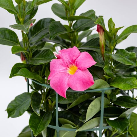 Dipladenia o Sundaville "Rose Star"