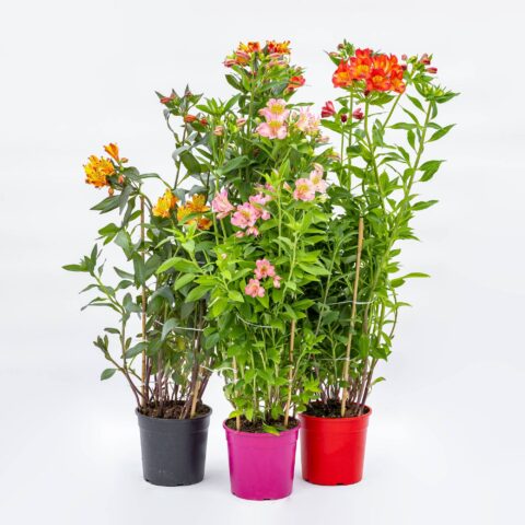 Alstroemeria "Paradise Summer" in variet