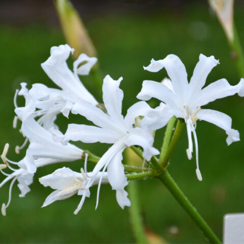 Nerine bowdenii "Alba"