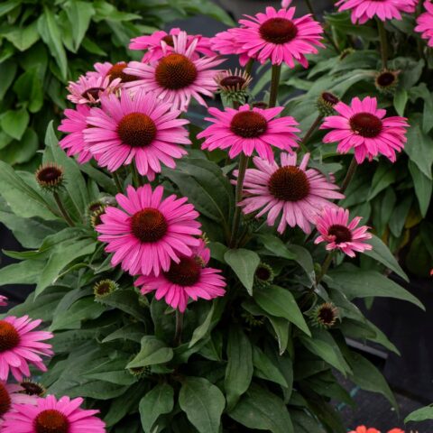 Echinacea purpurea "Dark Pink Pearl"
