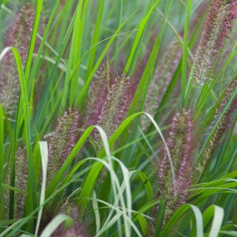 Pennisetum alopecuroides "Red Head"