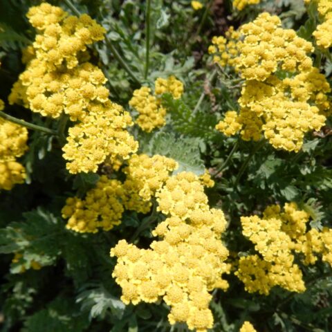 Achillea x taygetea "Moonshine"