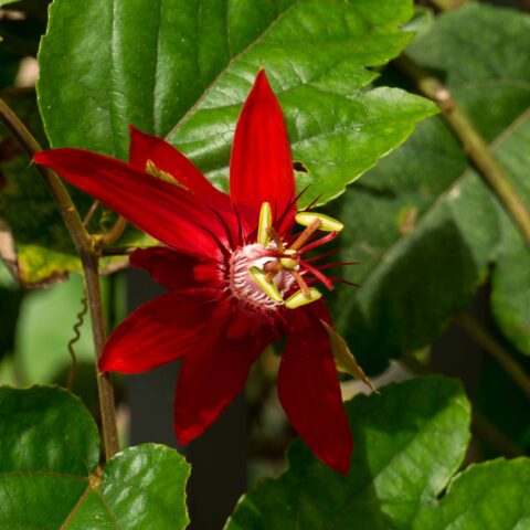 Passiflora vitifolia