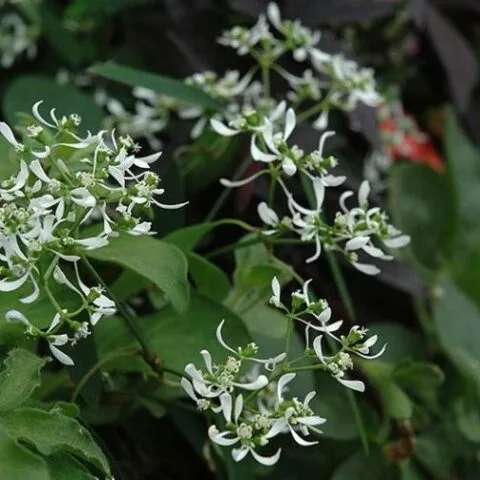 Euphorbia "Euphoria White"