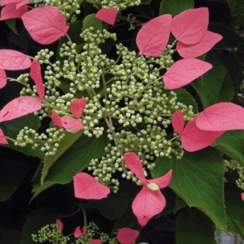 Hydrangea anomala "Crug Coral"