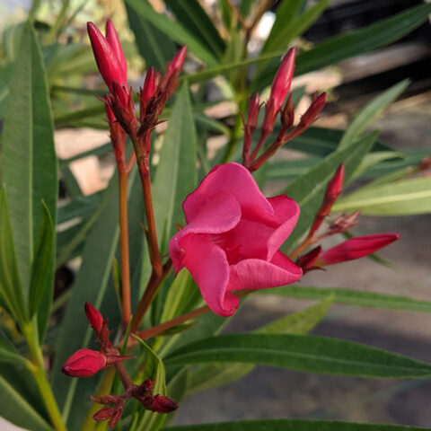Nerium oleander "Emile Sahut"