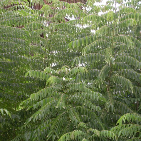 Albero del curry