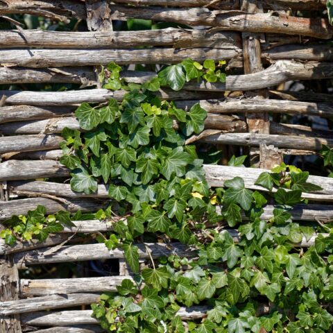Hedera in variet