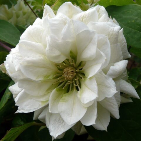 Clematis "Duchess of Edinburgh"