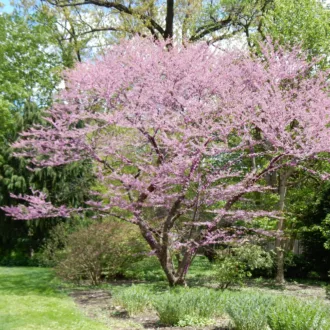 Cercis chinensis "Avondale"