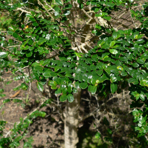 Azara microphylla