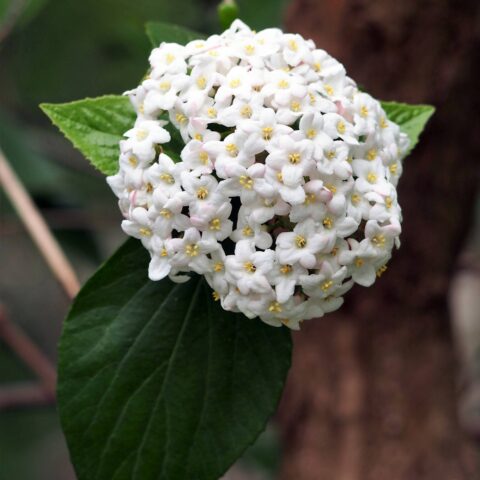 Viburnum x burkwoodii