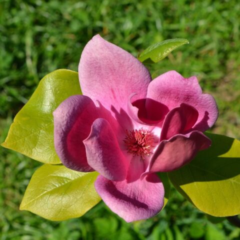 Magnolia "Cleopatra"