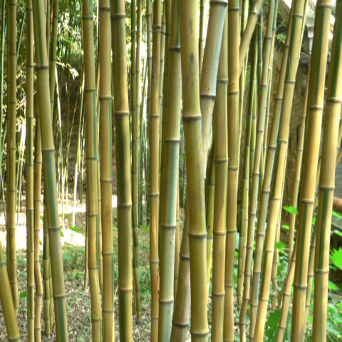 Phyllostachys aureosulcata "Spectabilis"