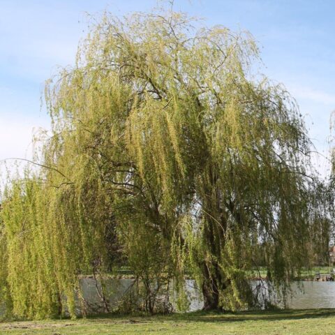 Salix babylonica "Aurea"