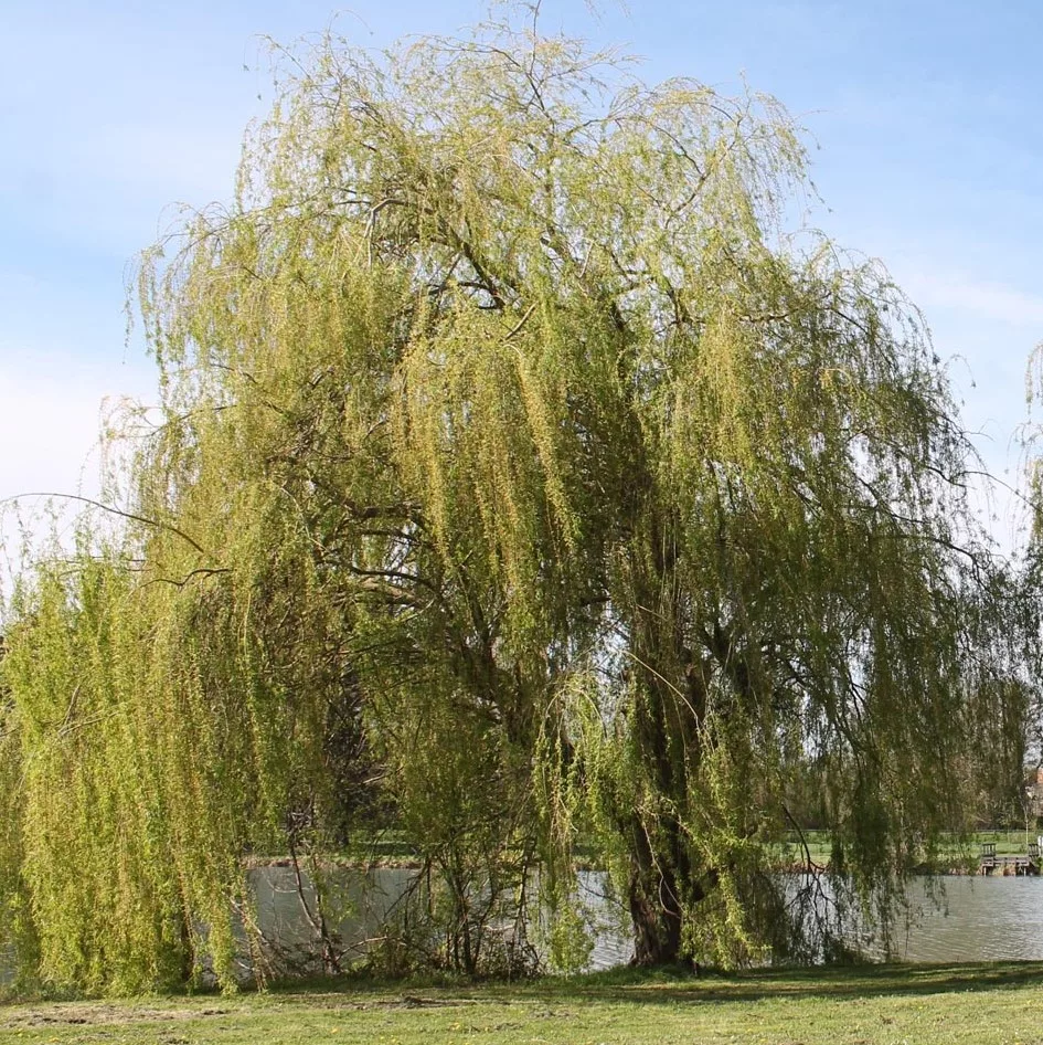 Salix babylonica "Aurea"