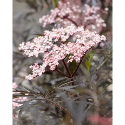 Sambucus nigra "Black Lace"