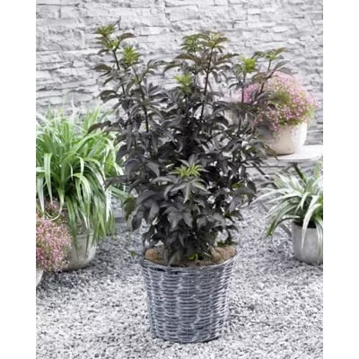 Sambucus nigra "Black Tower"