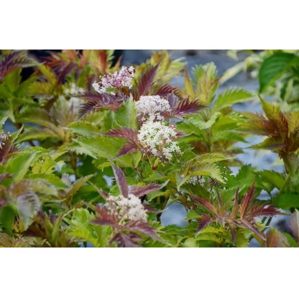 Sambucus nigra "Serenade"