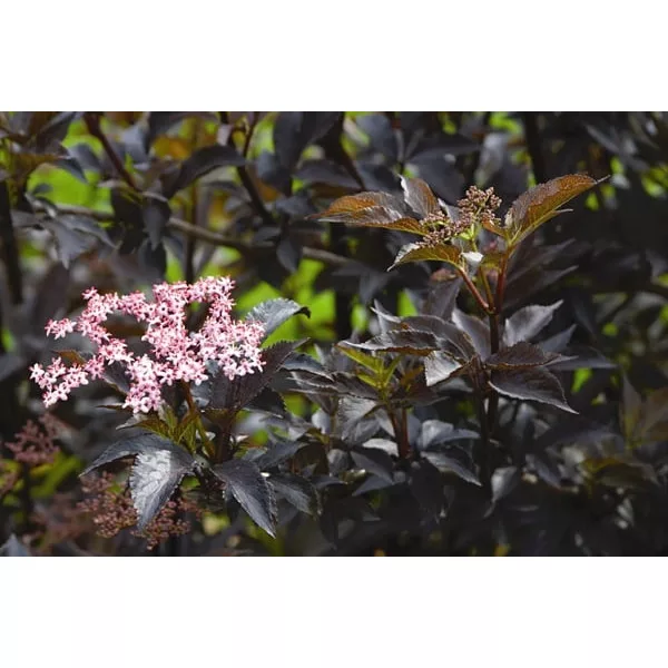 Sambucus nigra "Black Beauty"