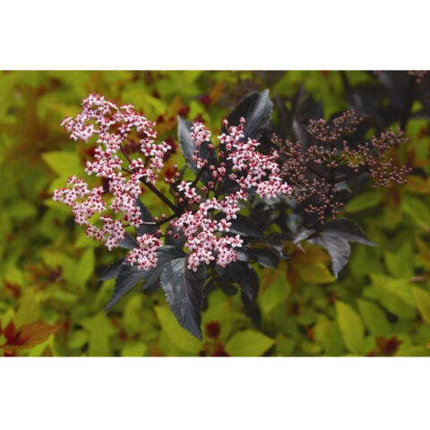 Sambucus nigra "Black Beauty"